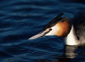 Fuut,Haubentaucher, Great crested grebe,Grèbe huppé van Corrie Post