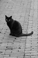 Utrecht - Black Cat