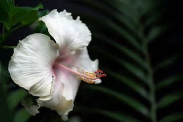 Hibiscus in het regenwoud van Ulrike Leone