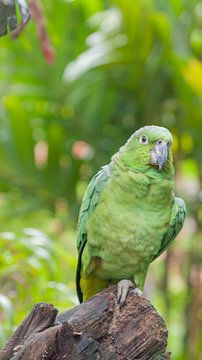 Guatemala amazon by Maarten Verhees