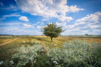 Petit arbre sous un ciel bleu