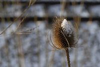 Winterse kaardebol