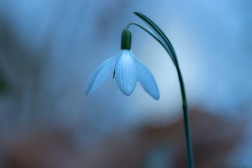 Fleur de printemps sur Marjorie Ruts