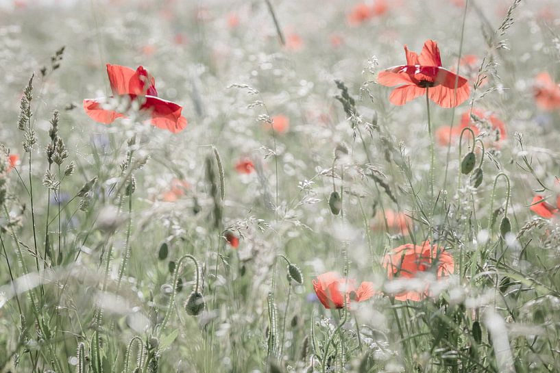 Coquelicots par Niels Barto