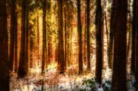 Couleurs dans la forêt d'hiver