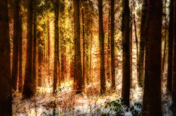 Colours in the winter forest by Nicc Koch