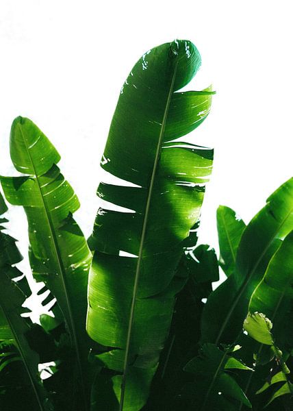 Greens by Nikita Abakumov
