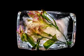 Frozen Flowers, kleurrijke bloemen bevroren in ijs van Loes van Dijk