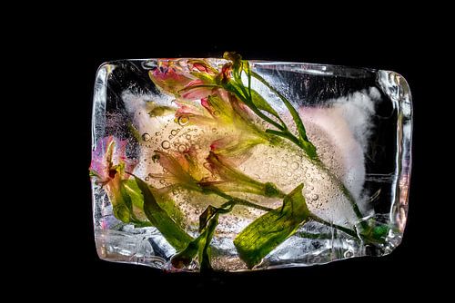 Frozen Flowers, kleurrijke bloemen bevroren in ijs