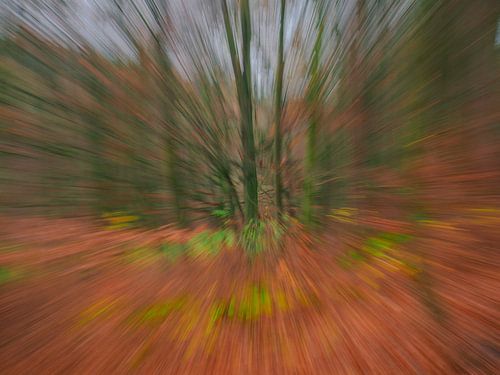 Kreative Waldfotografie