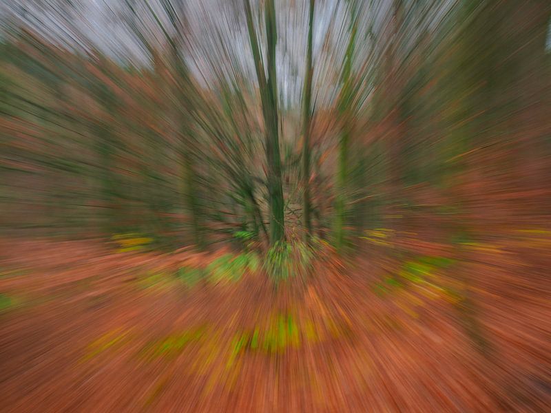 Creative forest photography by Horst Husheer