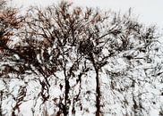 Bäume in Reflexion von Jeannet Zwols  Fotografie Miniaturansicht