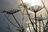 Ochtenddauw bij mistige zonsopkomst op berenklauwen met spinnewebben