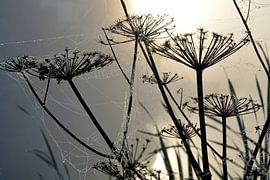 Rosée matinale au lever du soleil brumeux sur des griffes d'ours aux toiles d'araignées sur Trinet Uzun