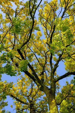 Takken met geel en goudkleurige bladeren van een Gouden Es in de herfst van Sjoerd van der Wal