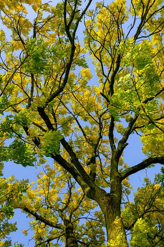 Takken met geel en goudkleurige bladeren van een Gouden Es in de herfst