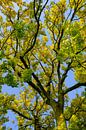 Takken met geel en goudkleurige bladeren van een Gouden Es in de herfst van Sjoerd van der Wal Fotografie thumbnail