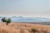 Savanne South Africa