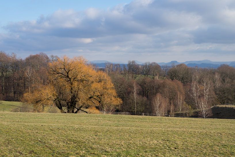 Green meadow, cloudy sky and trees by Adriana Müller