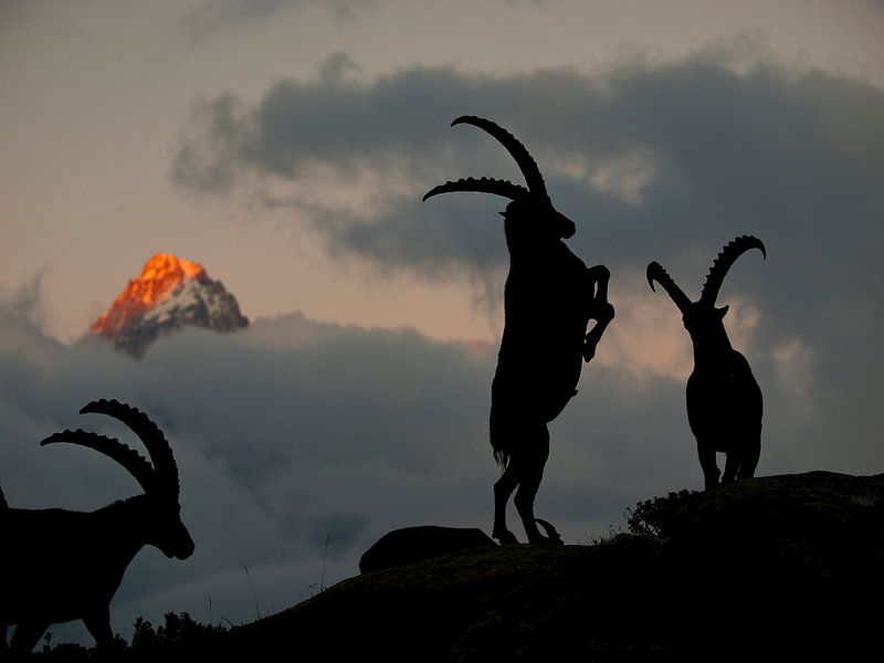 Alpine Ibex in Chamonix by Menno Boermans