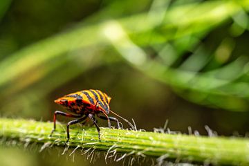 A view of a striped bug on a blade of grass by Andreas Völkel