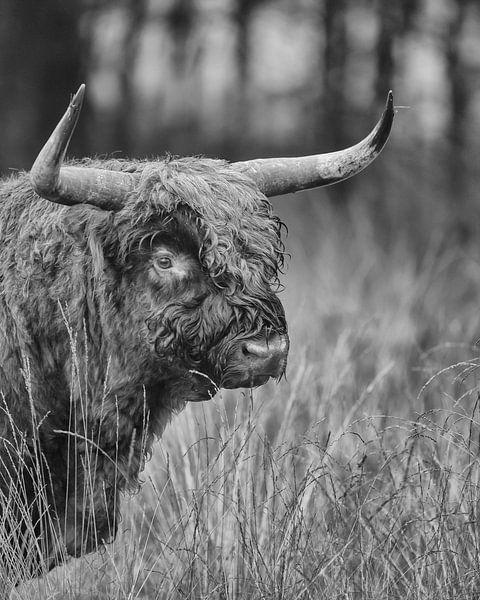 Schotse Hooglander in Zwart/wit van Menno Schaefer