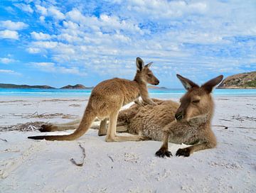Relaxende Kangoeroe met jong op het strand van Laura Krol