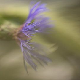 Flower by Ron Kleinjans