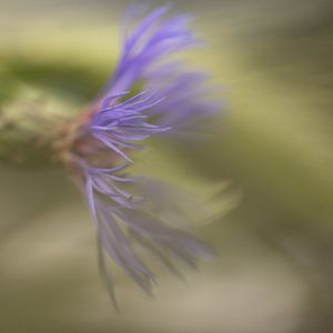 Bloem van Ron Kleinjans