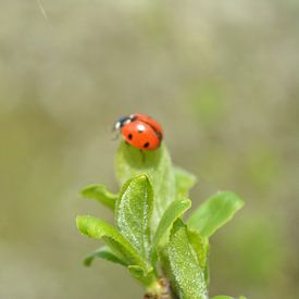 Ladybug on leaves ready for take-off by Klaas Dozeman