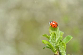 Ladybug on leaves ready for take-off