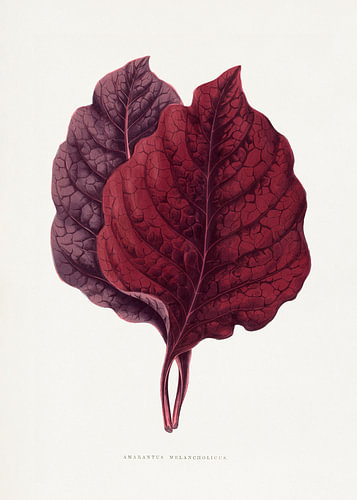 Illustration eines rosa Amaranth-Blattes