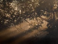 Golden light on a foggy morning