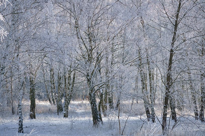 Winter landscape with birch trees covered with snow and frost by Martin Köbsch