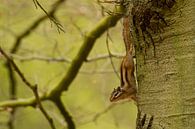 Siberische grondeekhoorn hangt ondersteboven in de boom von Paul Wendels Miniaturansicht