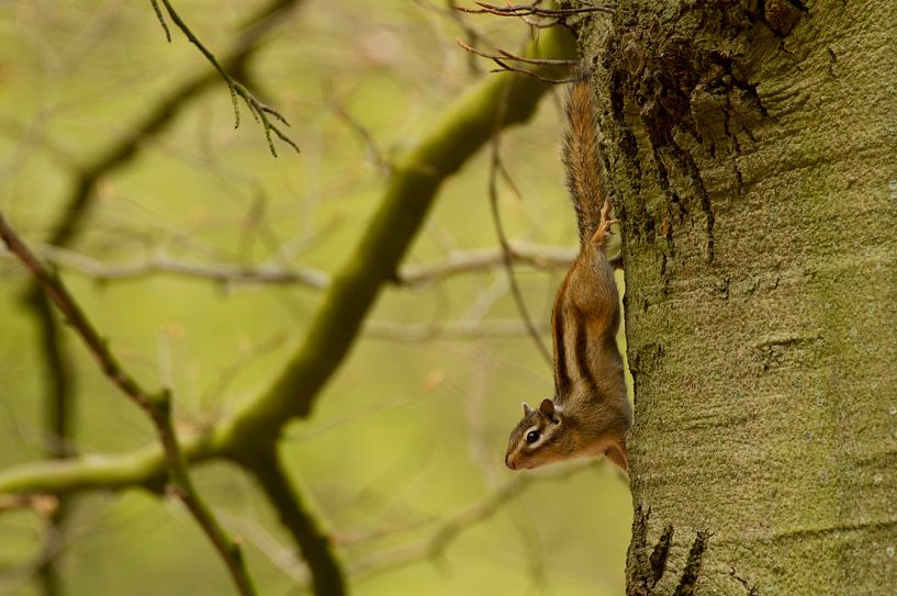 Siberische grondeekhoorn hangt ondersteboven in de boom von Paul Wendels
