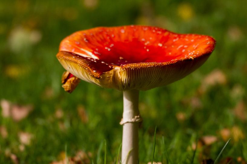 Pilz 2 von Wesley Klijnstra