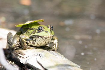 Frog with leaf