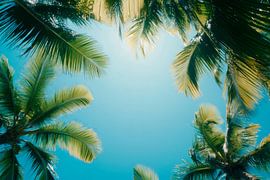 Des palmiers dans le ciel sur Poster Art Shop