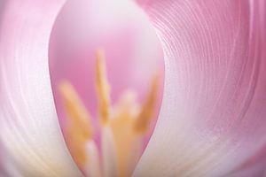 Die schützenden Blätter der rosa-weißen Tulpe (Pastellfarben)