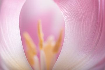 De beschermende  blaadjes van de roze witte tulp (pastelkleuren) van Marjolijn van den Berg