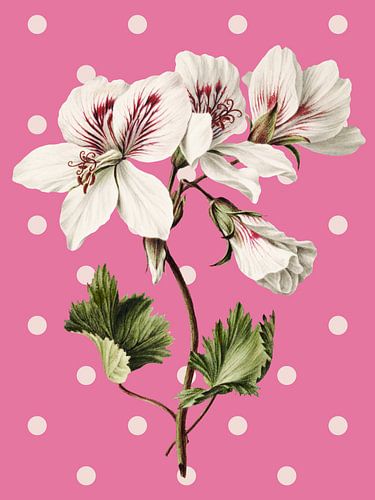 Nature on Pink von Marja van den Hurk