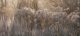 Sun rays through a group of frozen hogweed by Wim vd Neut