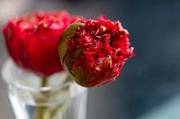 Alerte rouge au printemps aux Pays-Bas !