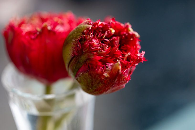 Alerte rouge au printemps aux Pays-Bas ! par Erwin van Eekhout