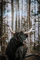Schottisches Hochlandrind Longhorn in der freien Natur Senne
