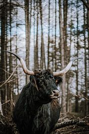 Scottish Highland Cattle Longhorn in the wild Senne by Helena Schröder