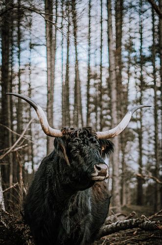 Schottisches Hochlandrind Longhorn in der freien Natur Senne