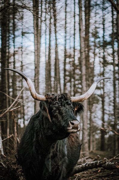 Schotse Hoogland Vee Langhoorn in het wild Senne van Helena Schröder