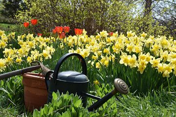 Les premières fleurs au jardin au printemps sur Claude Laprise